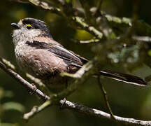 Long-tailed Tit