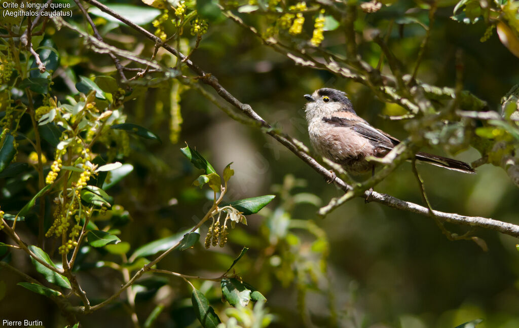 Long-tailed Tit