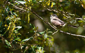 Long-tailed Tit