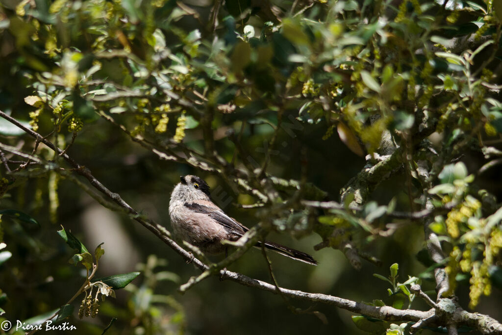 Long-tailed Tit