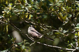 Long-tailed Tit