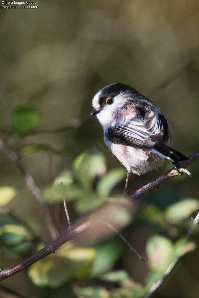 Long-tailed Tit