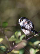 Long-tailed Tit