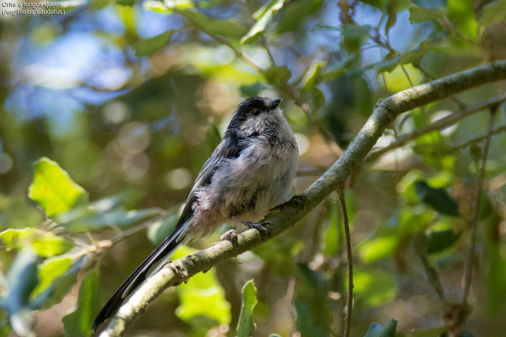 Long-tailed Tit