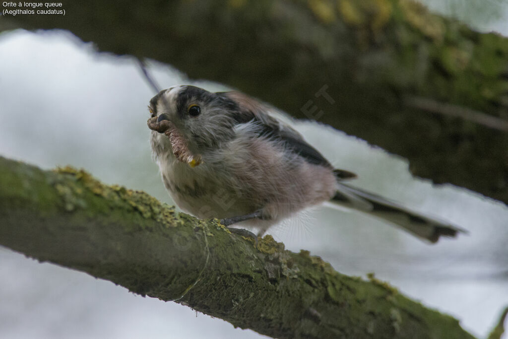 Long-tailed Tit