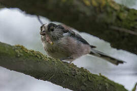 Long-tailed Tit