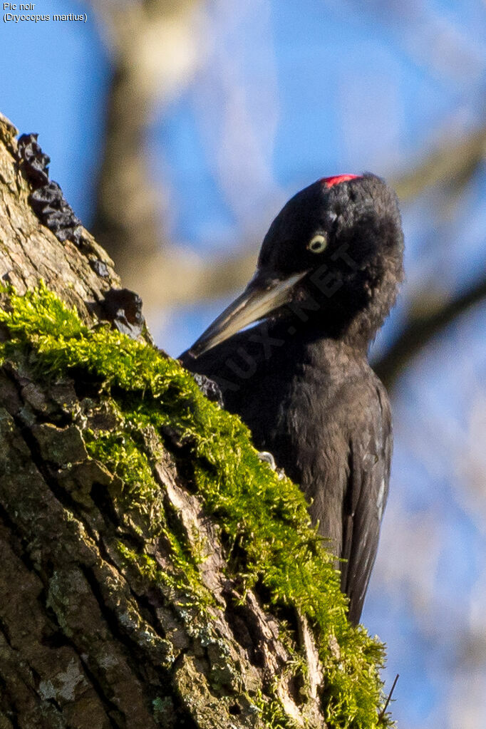 Black Woodpecker male