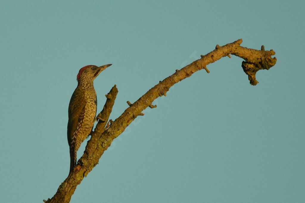 European Green Woodpecker