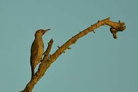 European Green Woodpecker