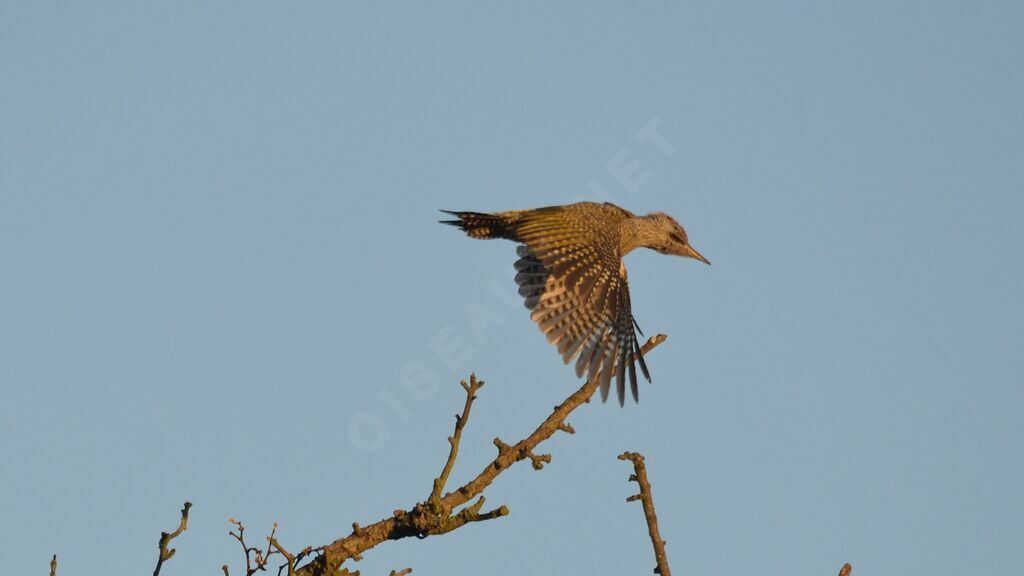 European Green Woodpecker