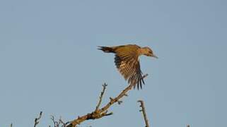 European Green Woodpecker