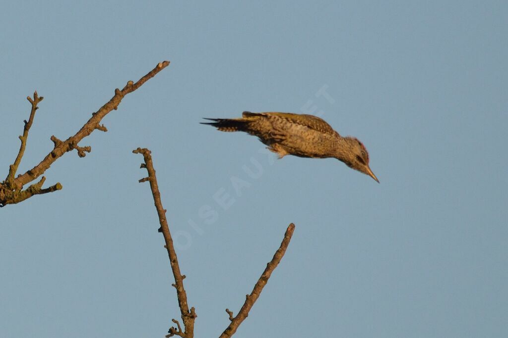 European Green Woodpeckerjuvenile, Flight