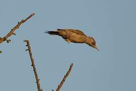 European Green Woodpecker