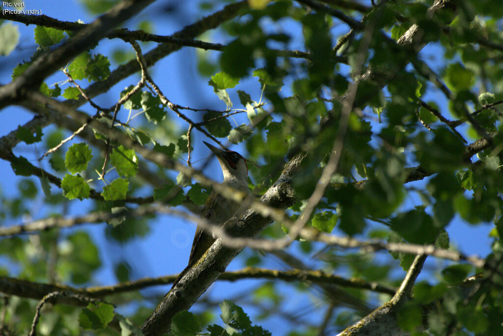 European Green Woodpecker