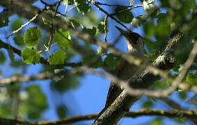 European Green Woodpecker