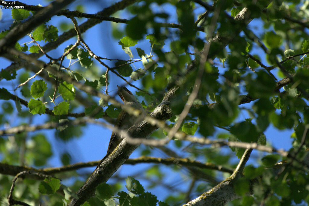 European Green Woodpecker