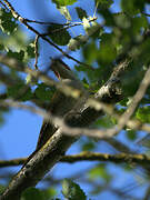 European Green Woodpecker