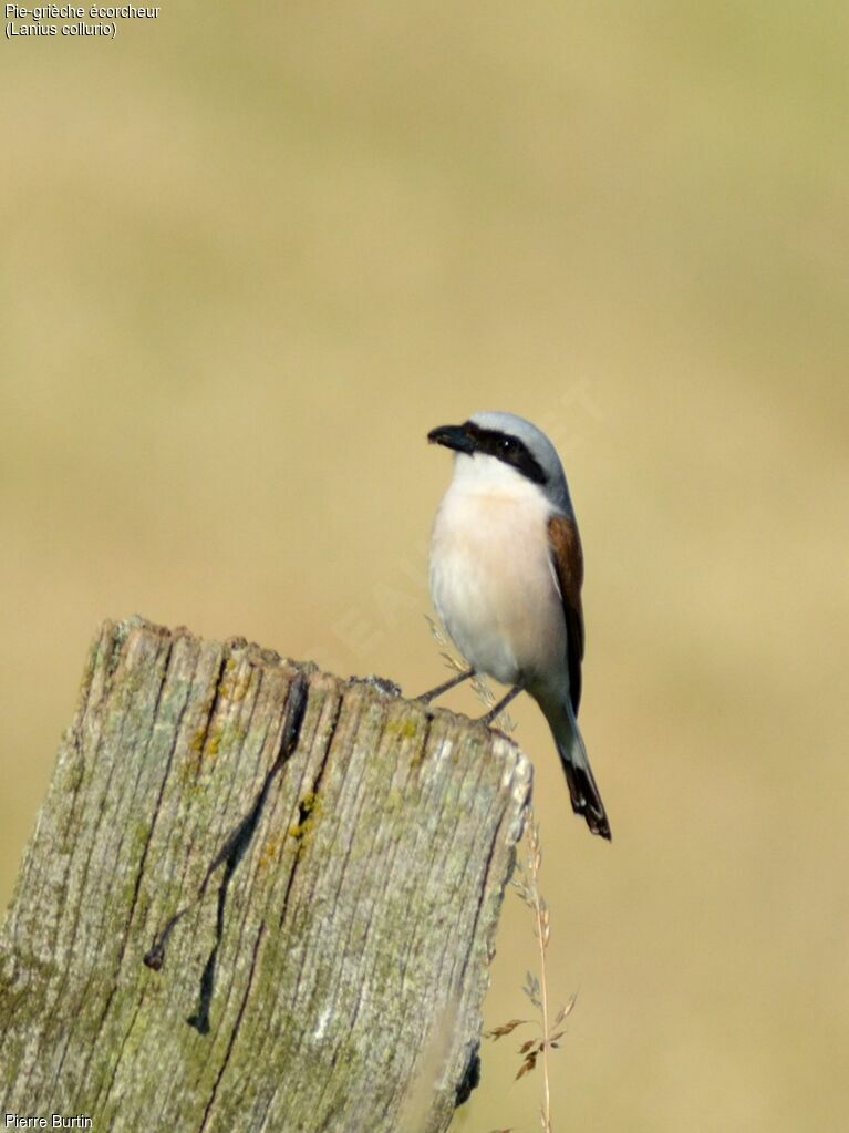 Red-backed Shrike