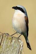 Red-backed Shrike