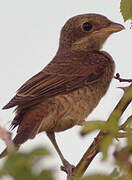 Red-backed Shrike