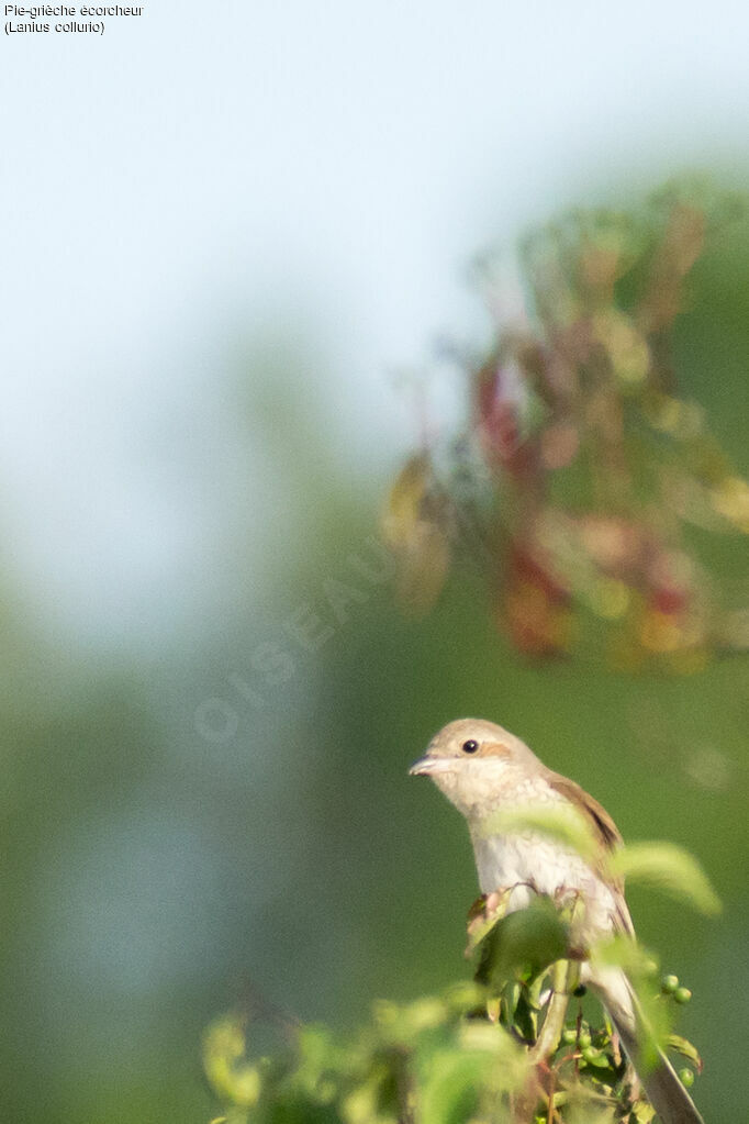 Red-backed Shrikeimmature