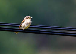 Red-backed Shrike