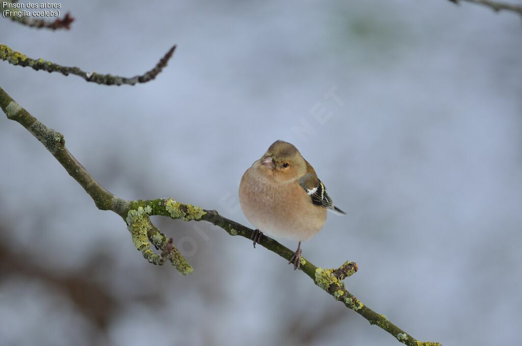 Common Chaffinch