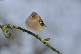 Eurasian Chaffinch