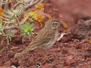 Pipit de Berthelot