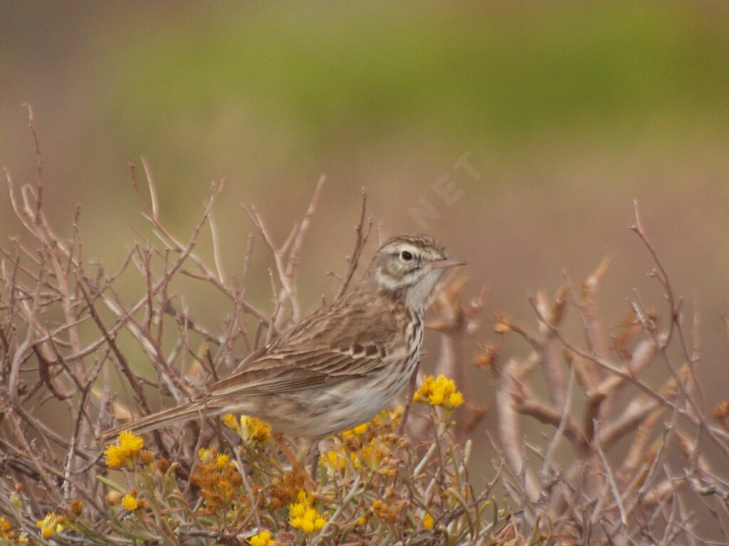 Berthelot's Pipit