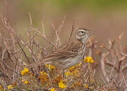 Pipit de Berthelot