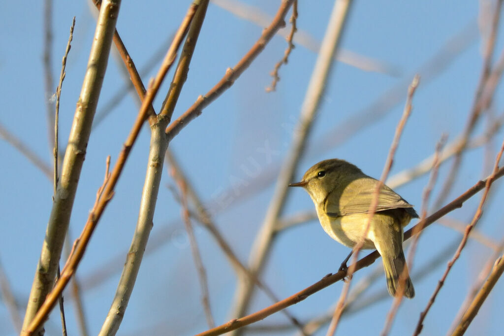 Common Chiffchaff