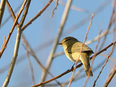 Common Chiffchaff