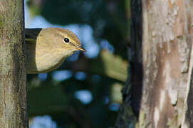 Common Chiffchaff