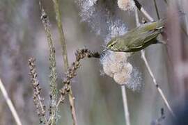 Common Chiffchaff