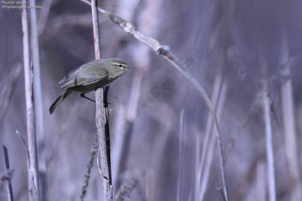 Common Chiffchaff