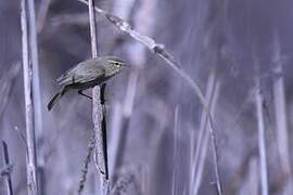 Common Chiffchaff