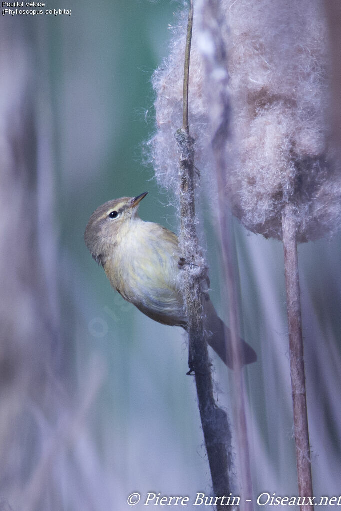 Common Chiffchaff