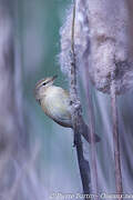 Common Chiffchaff