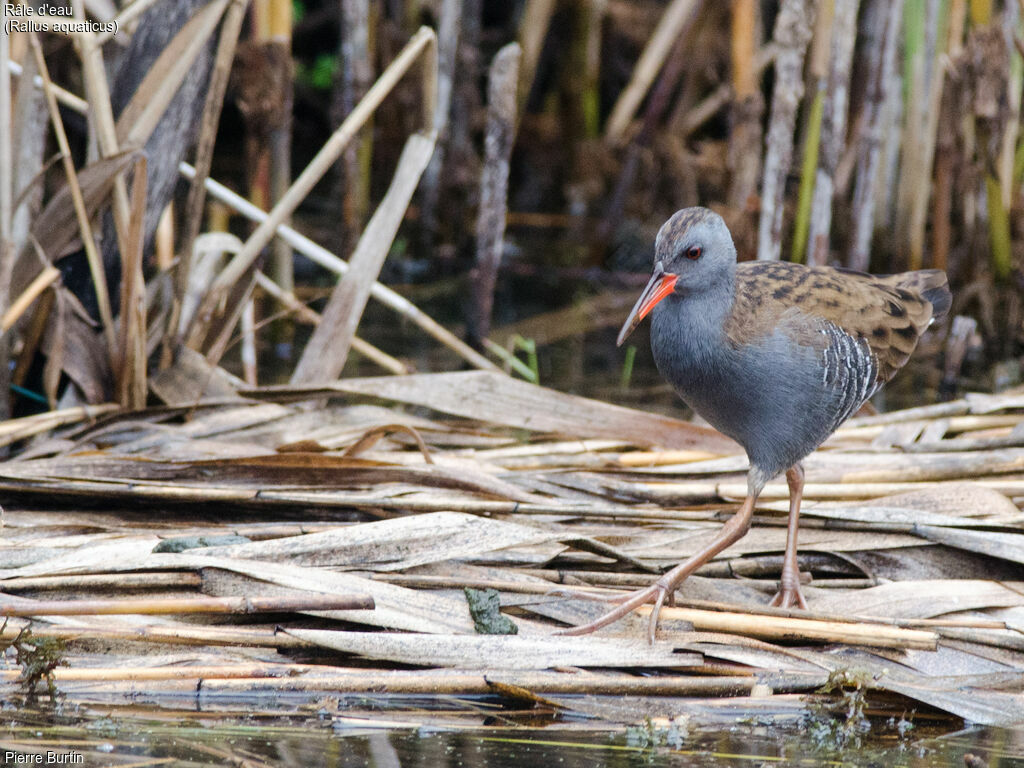 Water Rail