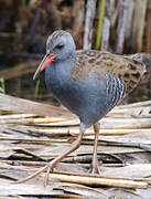 Water Rail