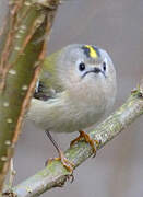 Goldcrest