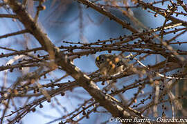 Goldcrest