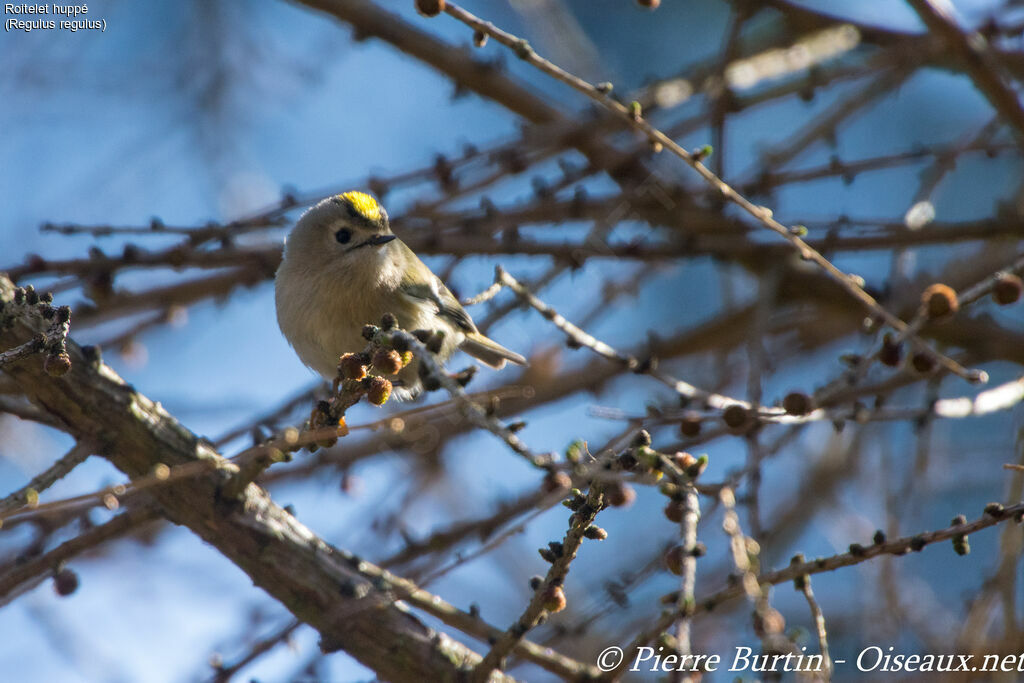 Goldcrest