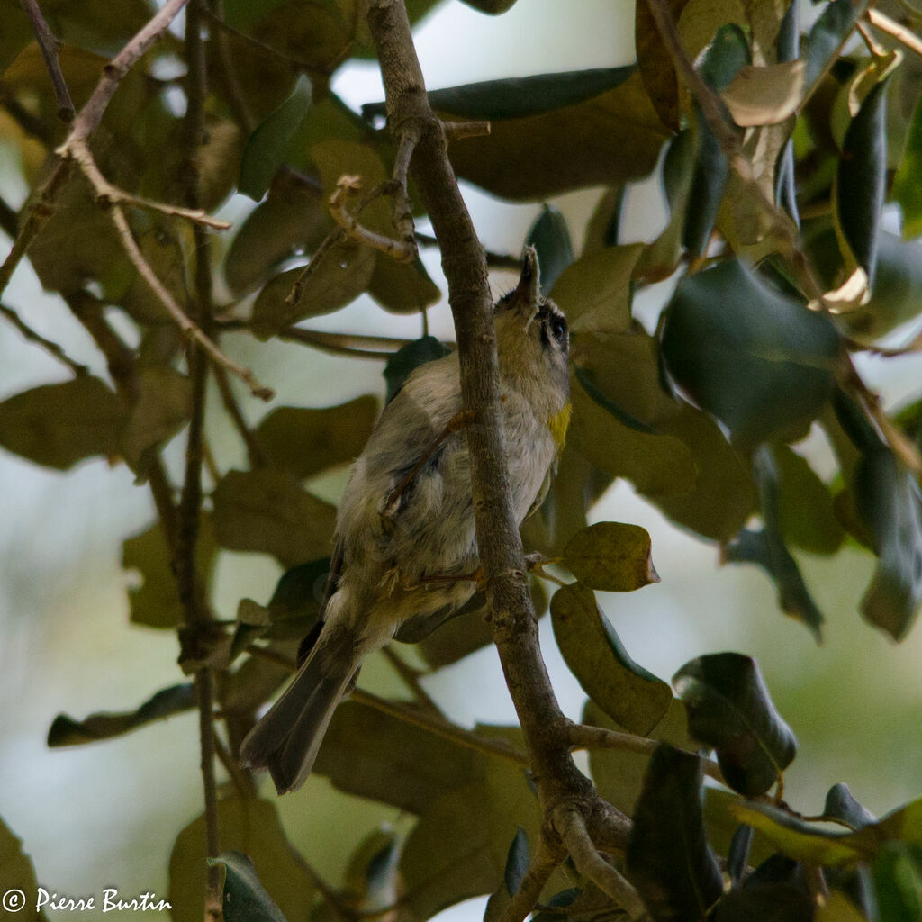 Common Firecrest