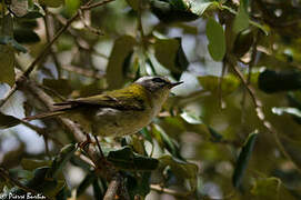 Common Firecrest