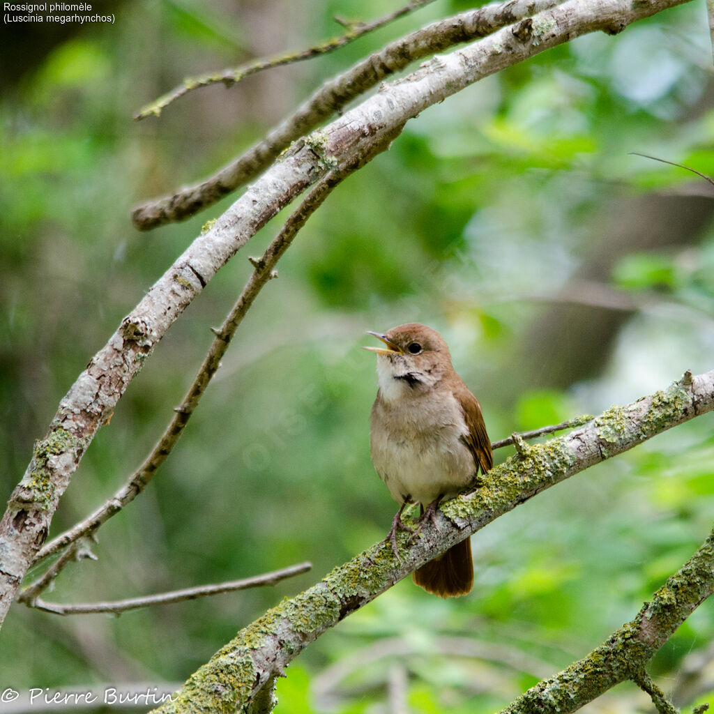 Common Nightingale