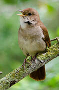 Common Nightingale