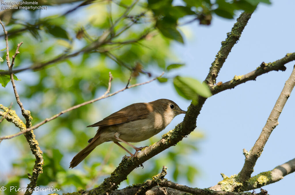 Common Nightingale