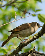 Common Nightingale